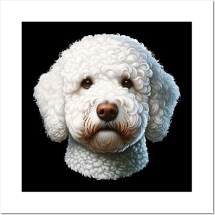 White Lagotto Romagnolo Posters and Art